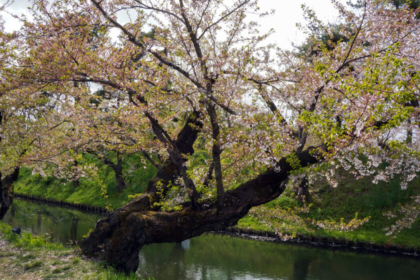 2026年4月22日、弘前公園外濠東側のソメイヨシノ