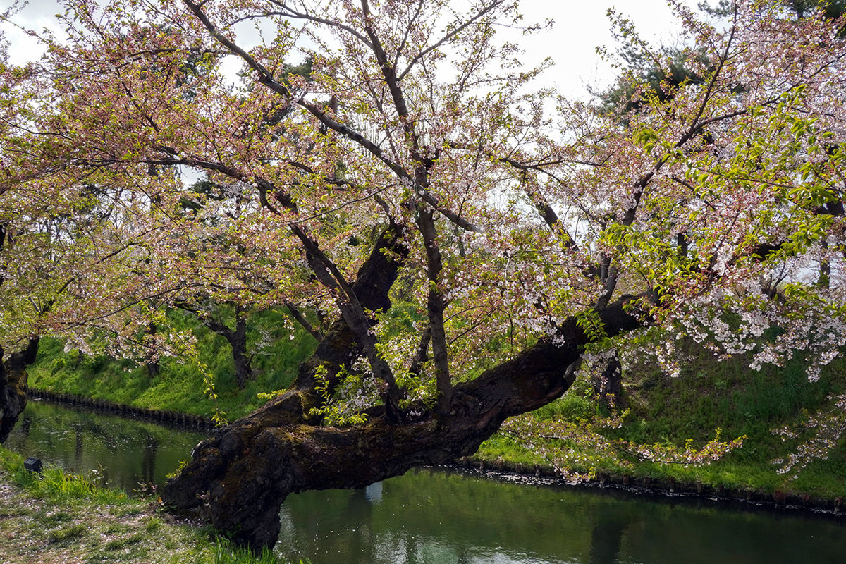 2026年4月22日、弘前公園外濠東側のソメイヨシノ