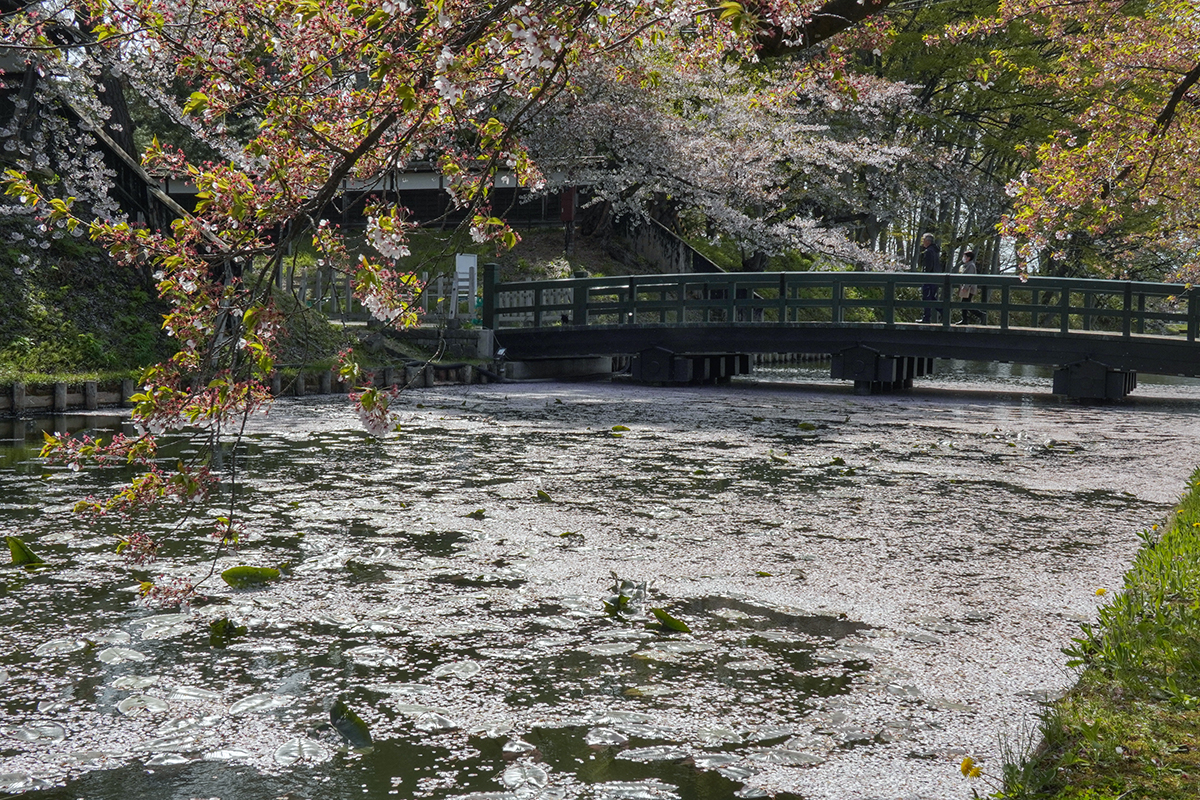 2026年4月23日、弘前公園外濠・亀の甲橋