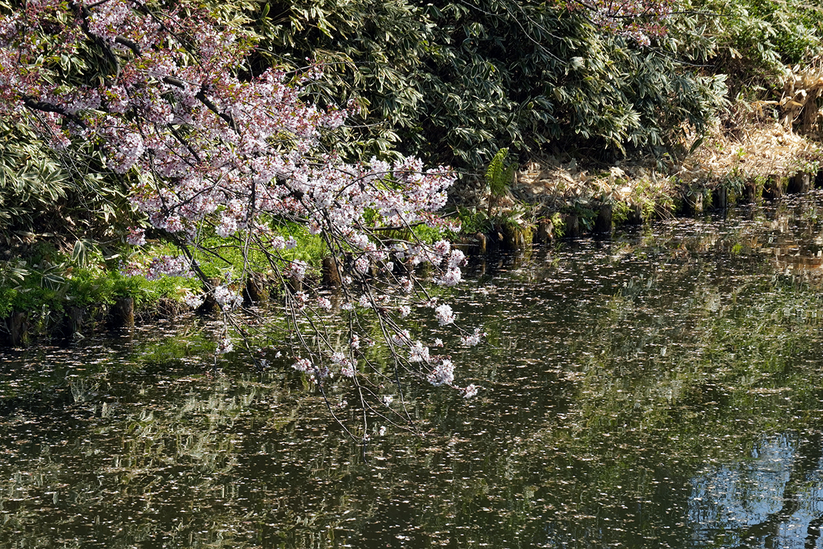 2026年4月24日、弘前公園外濠南側（陸奥新報前）
