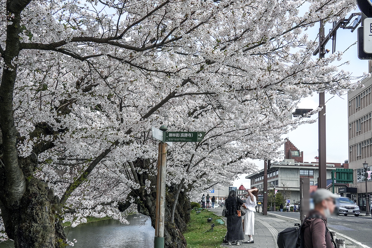 2026年4月16日、弘前公園外濠（市民会館口）
