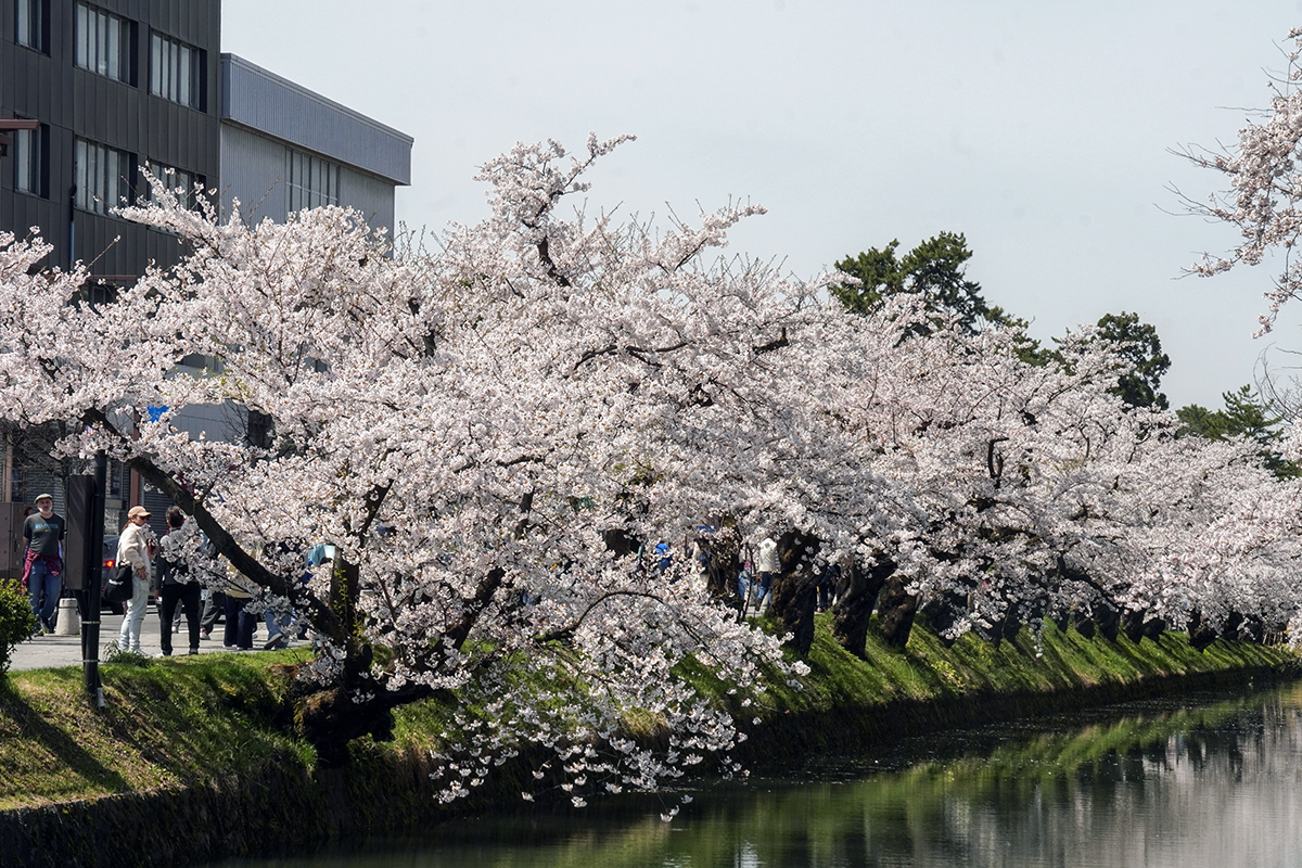 2026年4月17日、弘前公園外濠南側（裁判所付近）