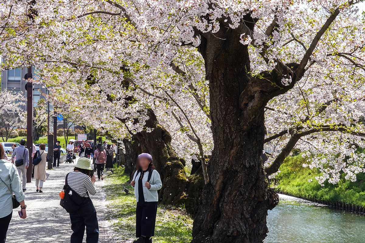 2026年4月20日、弘前公園外濠東側