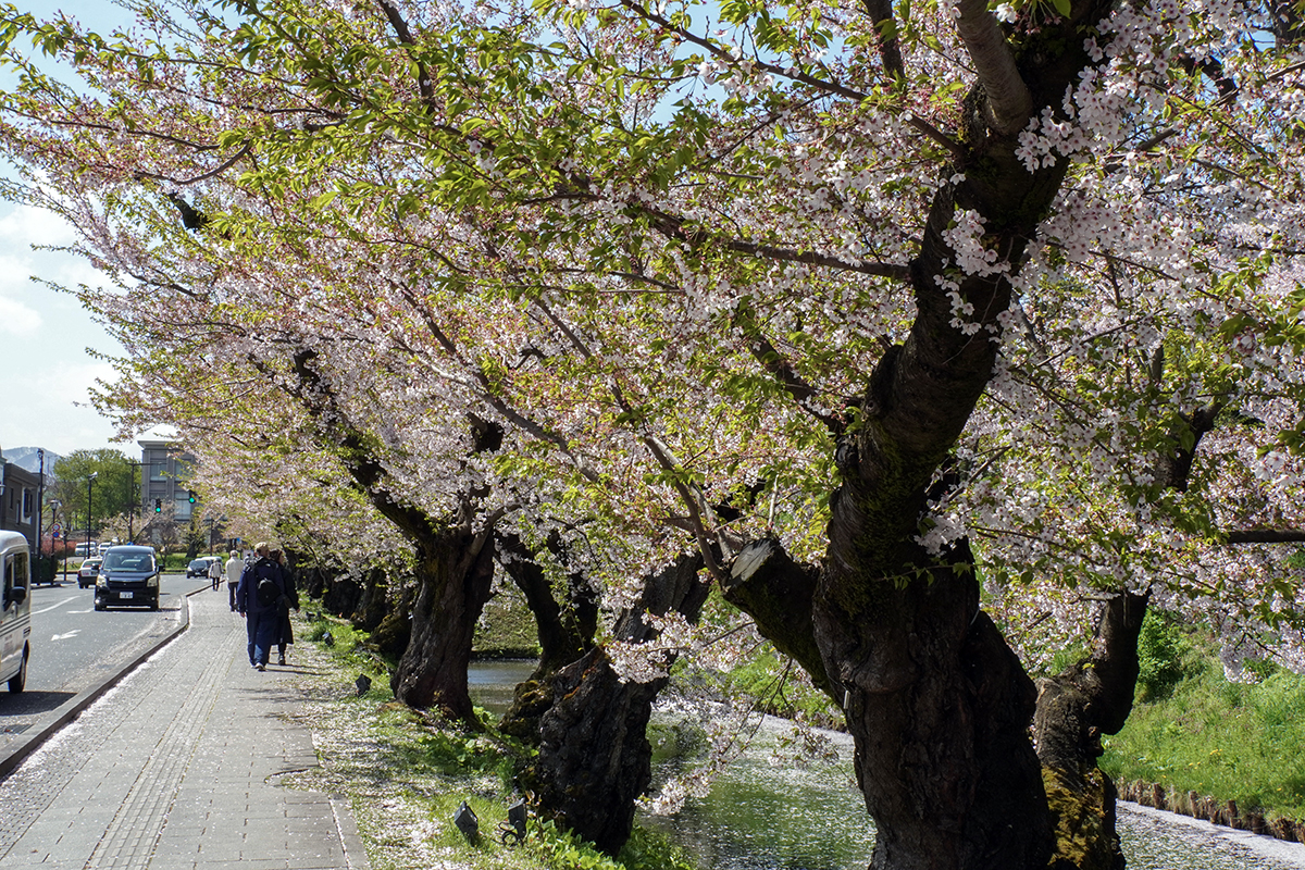 2026年4月21日、弘前公園外濠東側のソメイヨシノ並木