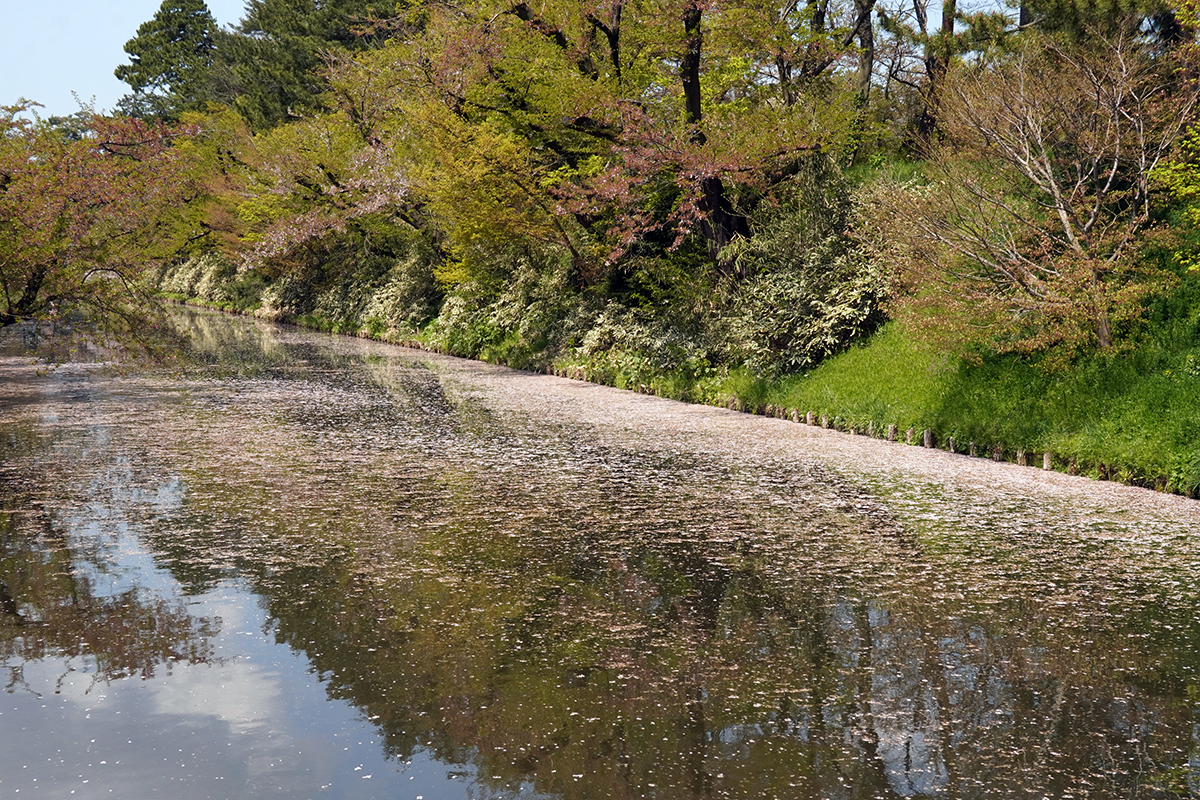 2026年4月24日、弘前公園外濠南側（裁判所前）