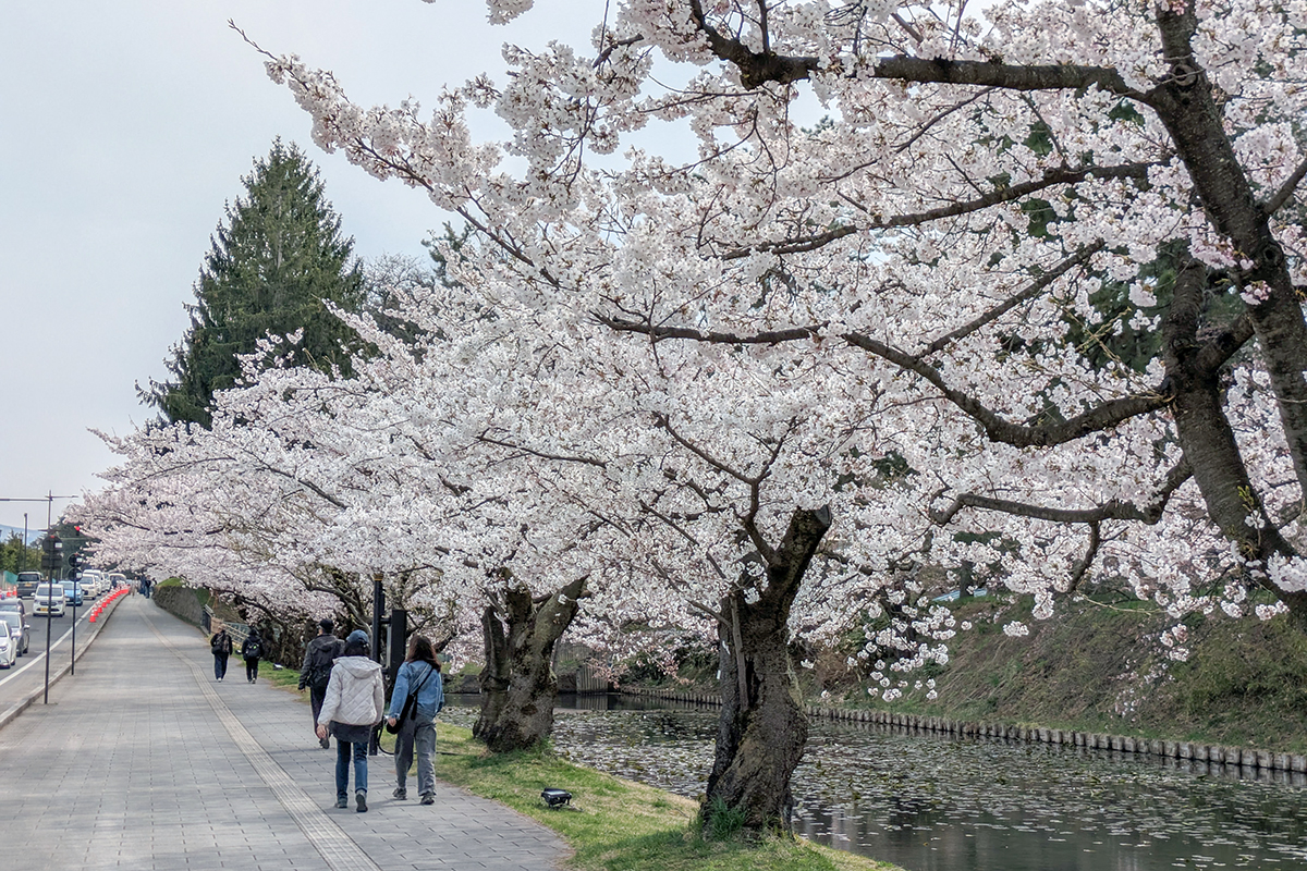 2026年4月15日、弘前公園外濠（津軽藩ねぷた村前）のソメイヨシノ