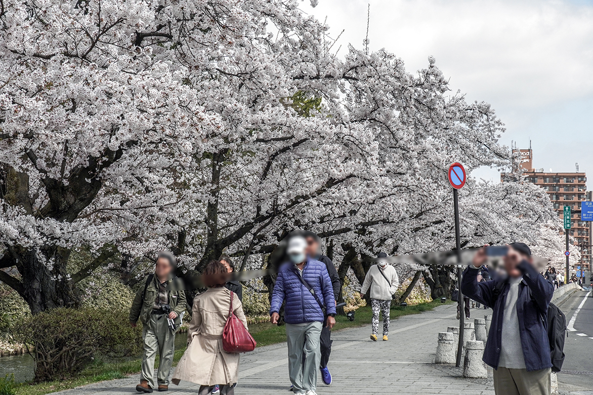 2026年4月16日、弘前公園外濠（追手門口）