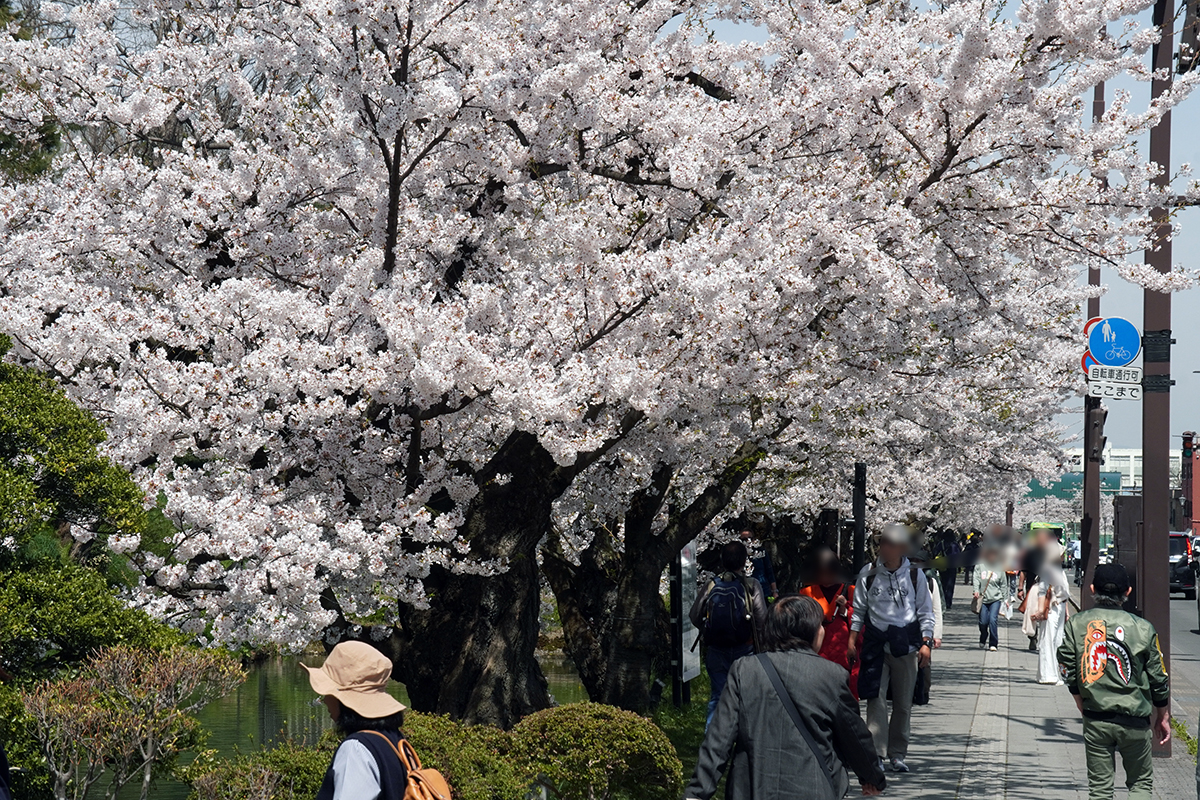 2026年4月17日、弘前公園外濠南側（裁判所付近）