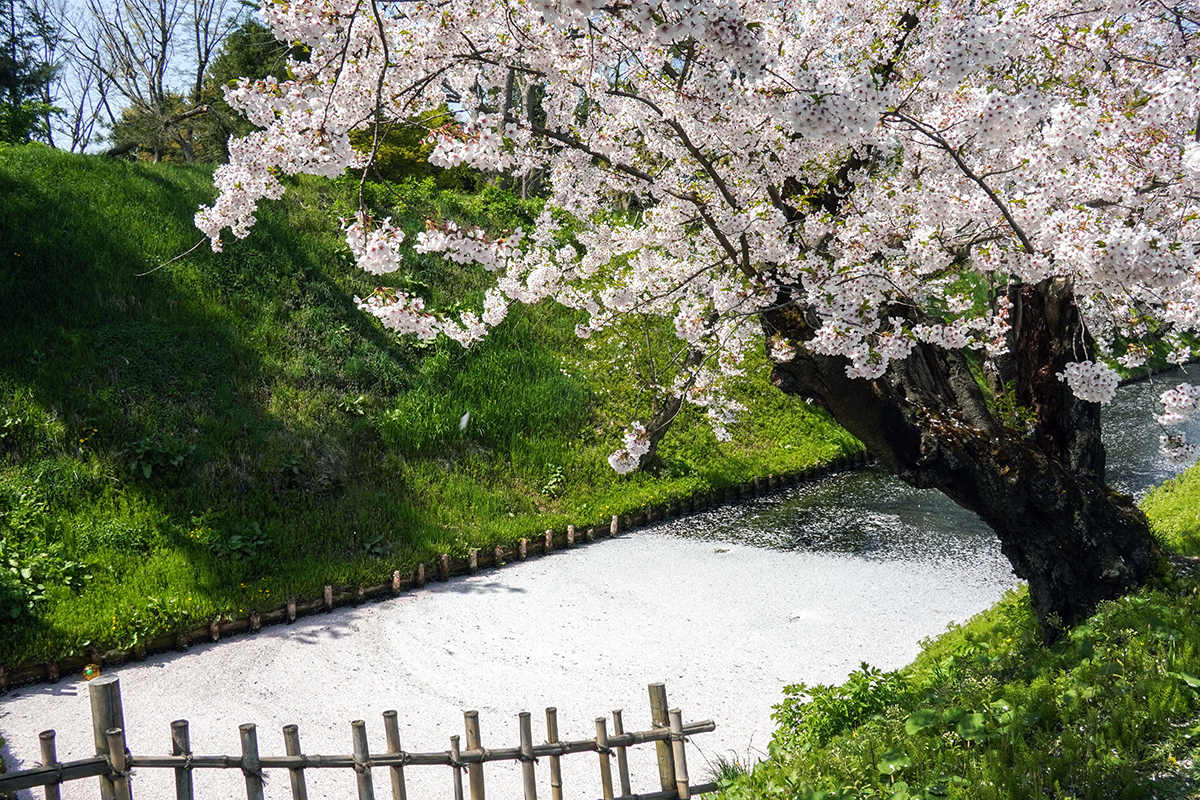 2026年4月20日、弘前公園外濠東側の花筏