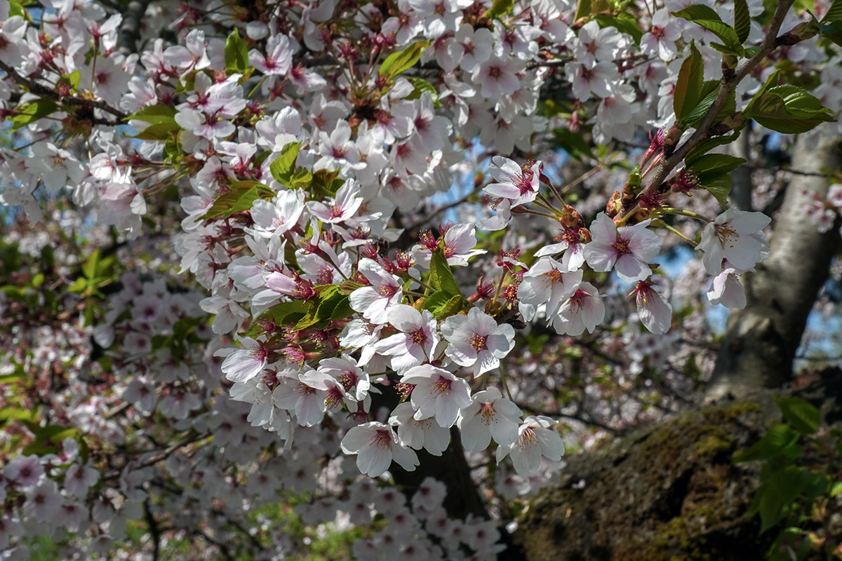 2026年4月21日、弘前公園外濠東側のソメイヨシノの花
