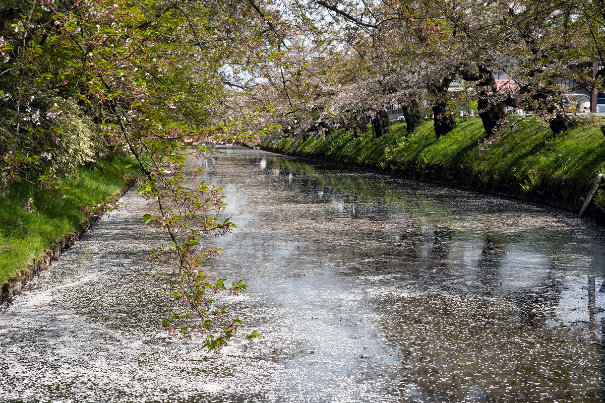 2026年4月23日、弘前公園外濠・市民会館口