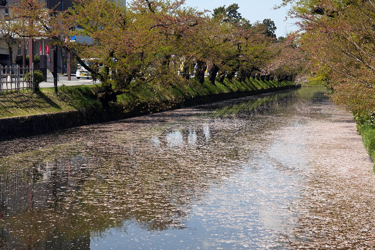 2026年4月24日、弘前公園外濠南側（裁判所前）
