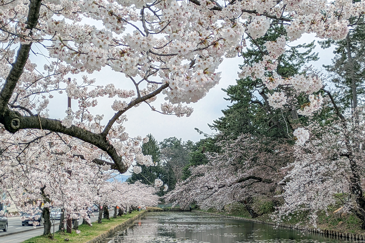 2026年4月15日、弘前公園外濠（亀甲交差点前）のソメイヨシノ
