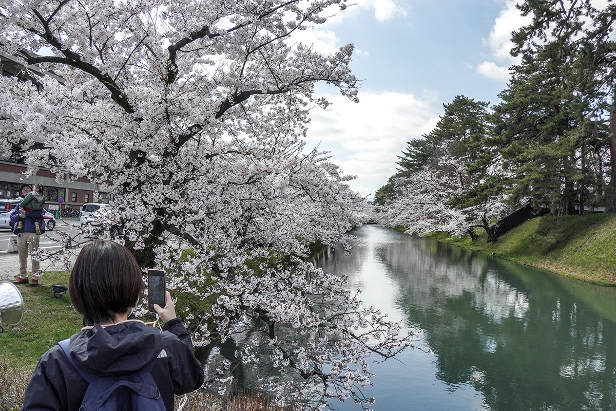 2026年4月16日、弘前公園外濠（市役所交差点）