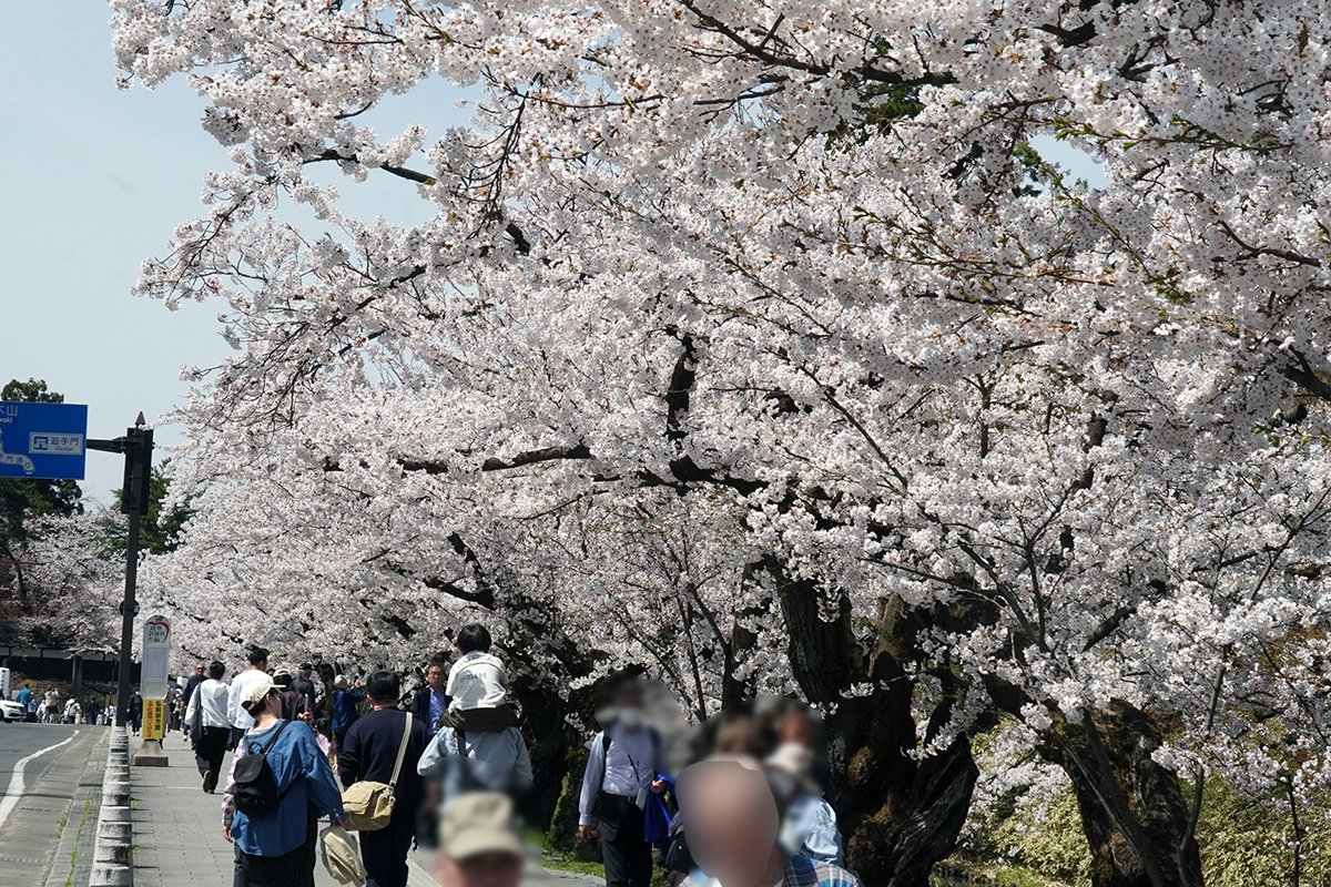 2026年4月17日、弘前公園外濠南側（陸奥新報社前）