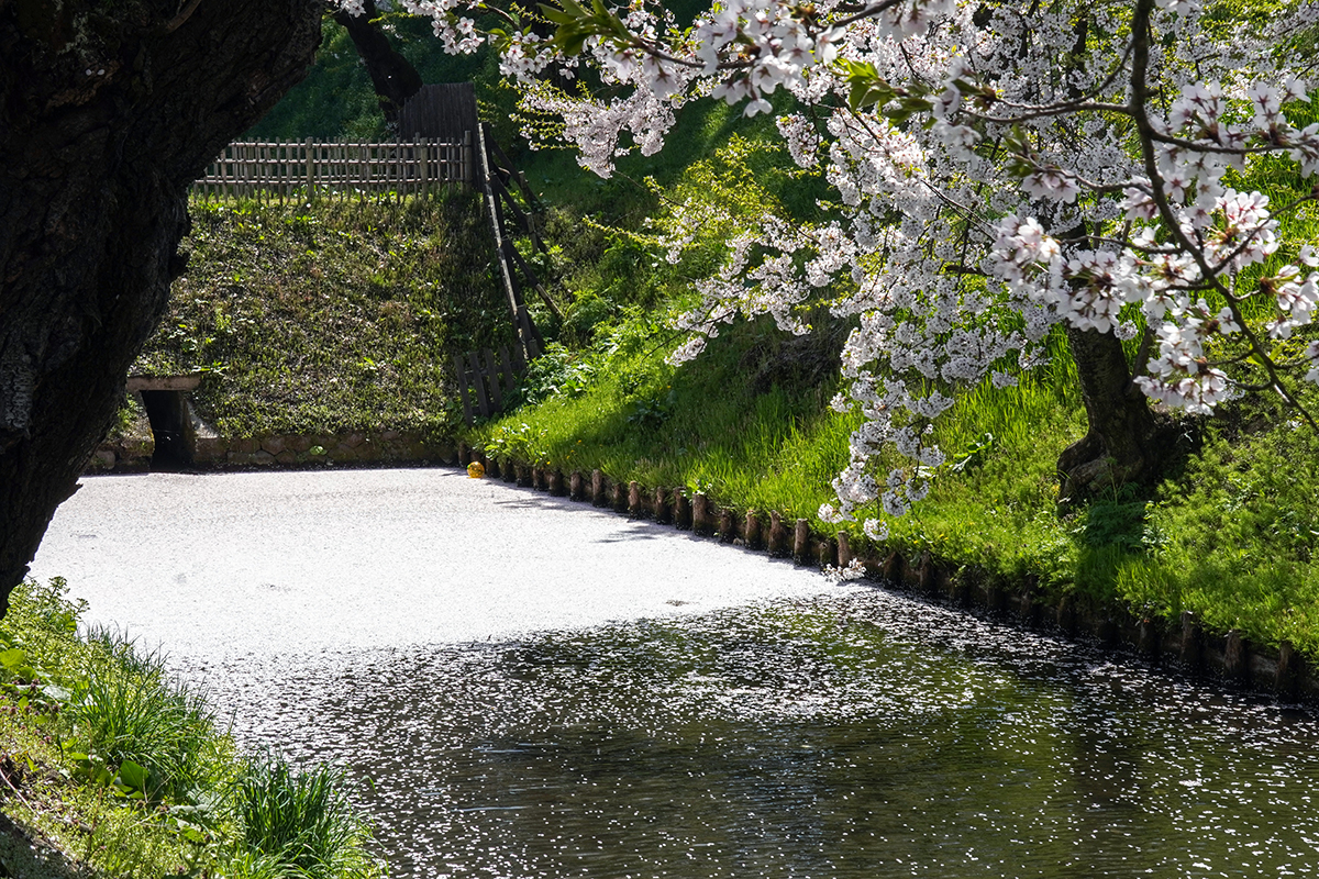 2026年4月20日、弘前公園外濠東側の花筏