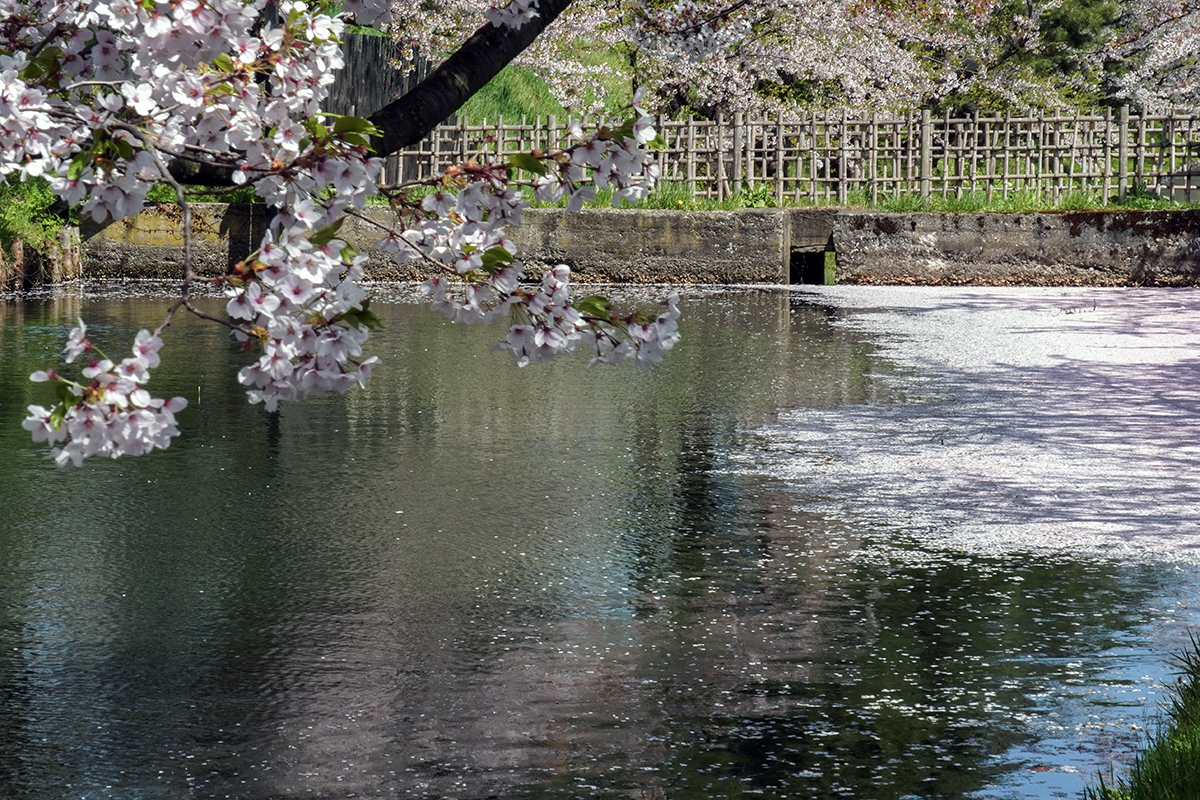 2026年4月21日、弘前公園外濠東側