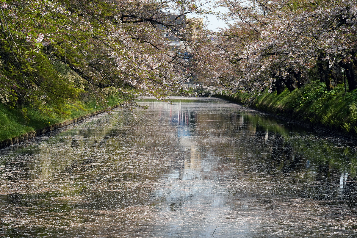 2026年4月23日、弘前公園外濠・市民会館口