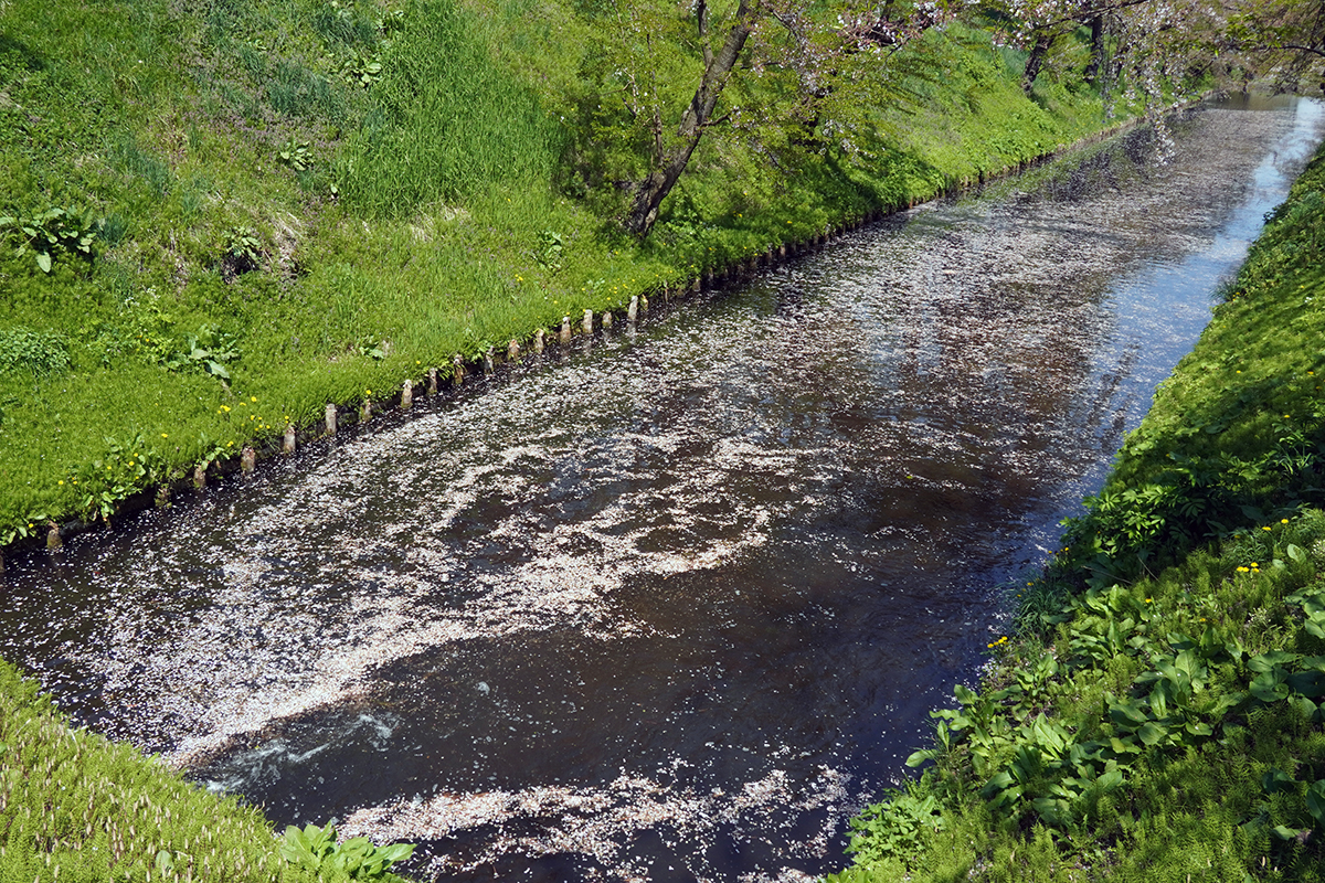 2026年4月24日、弘前公園外濠東側