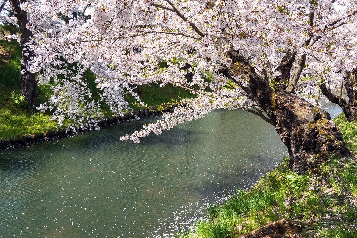2026年4月20日、弘前公園外濠東側