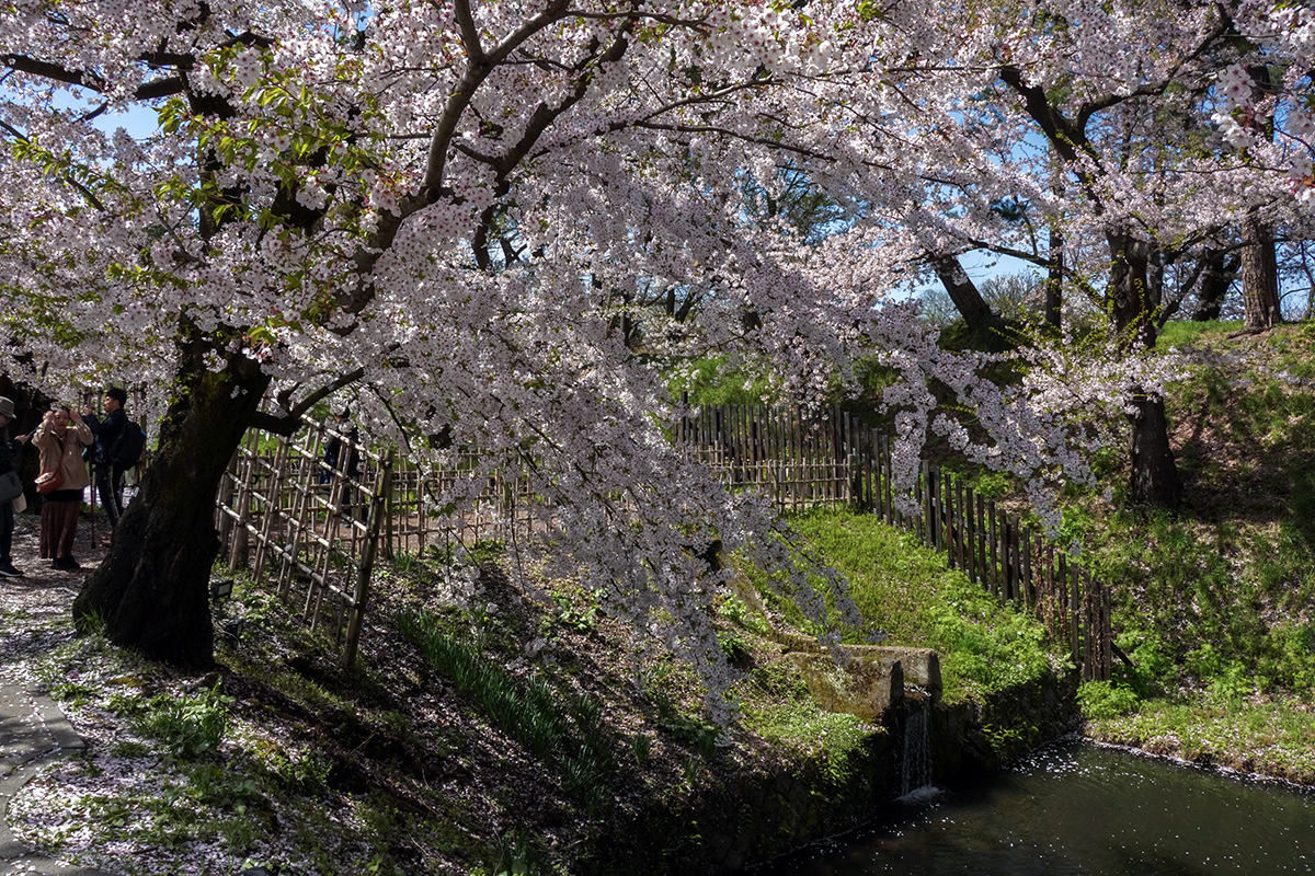 2026年4月21日、弘前公園外濠東側のソメイヨシノ
