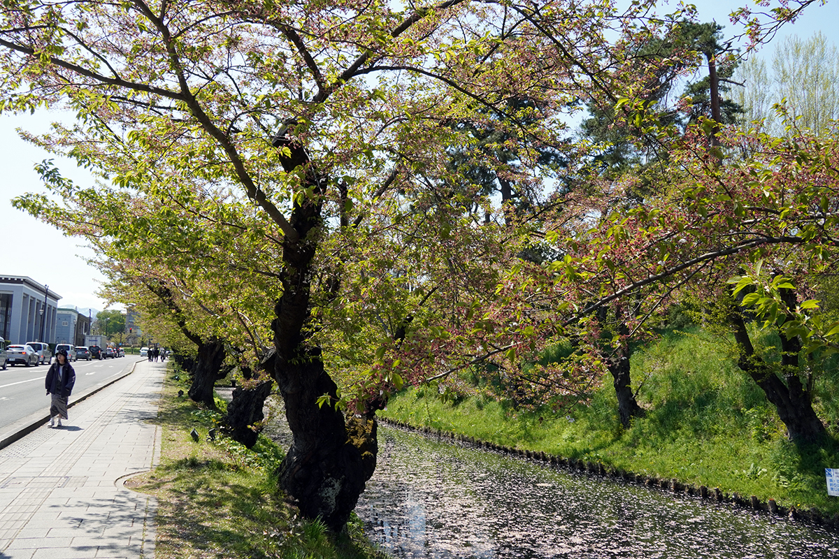 2026年4月24日、弘前公園外濠東側のソメイヨシノ並木