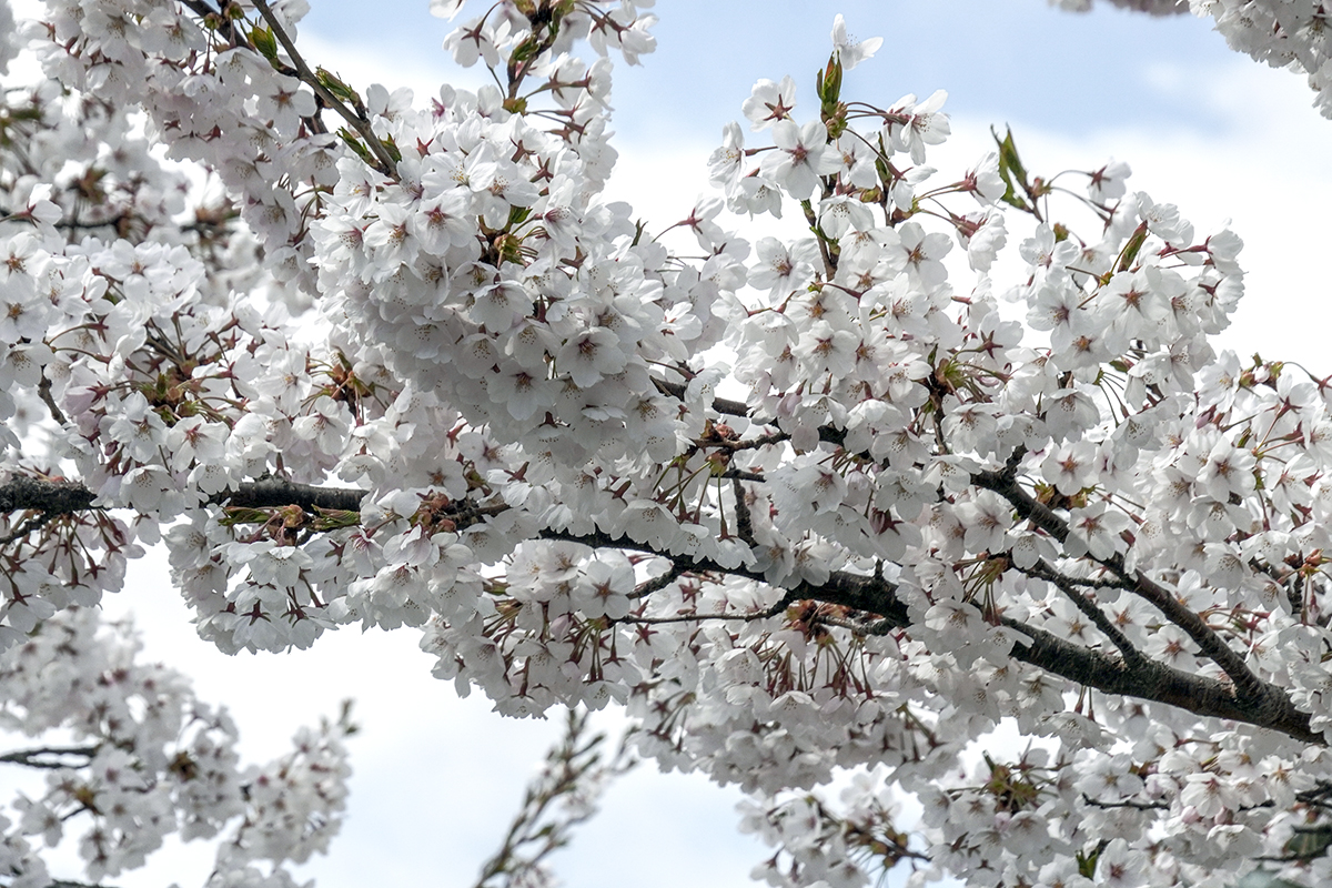 2026年4月16日、弘前公園外濠（市役所交差点）のソメイヨシノの花