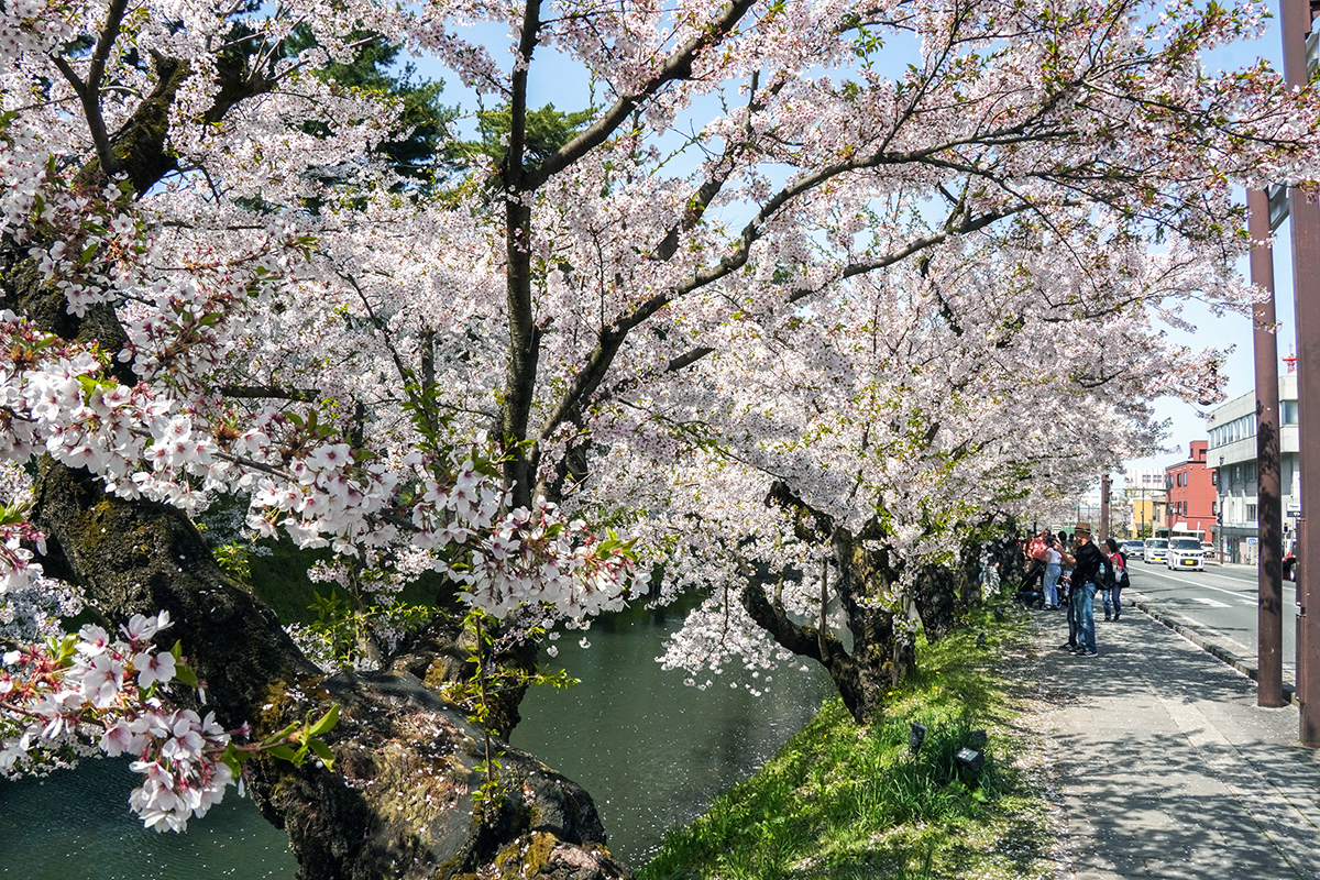 2026年4月20日、弘前公園外濠東側