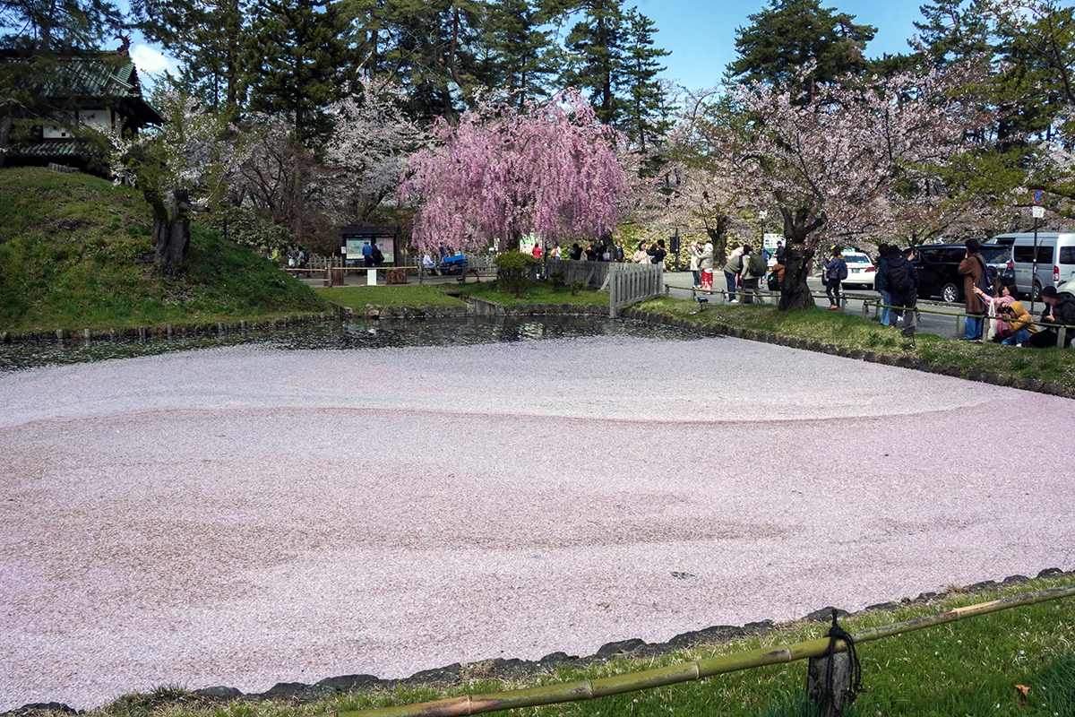 2026年4月21日、弘前公園外濠・東門口