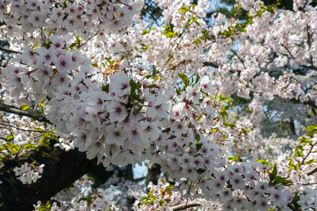2026年4月20日、弘前公園外濠東側のソメイヨシノの花