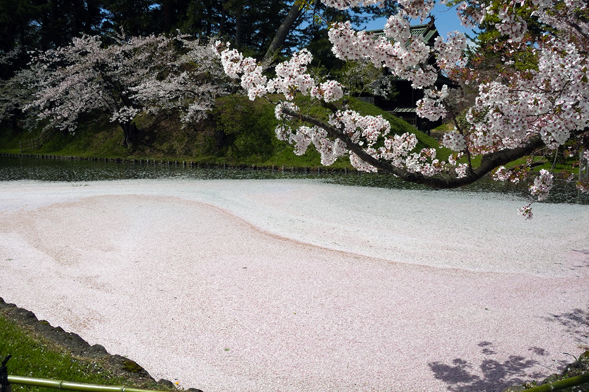 2026年4月21日、弘前公園外濠・東門口