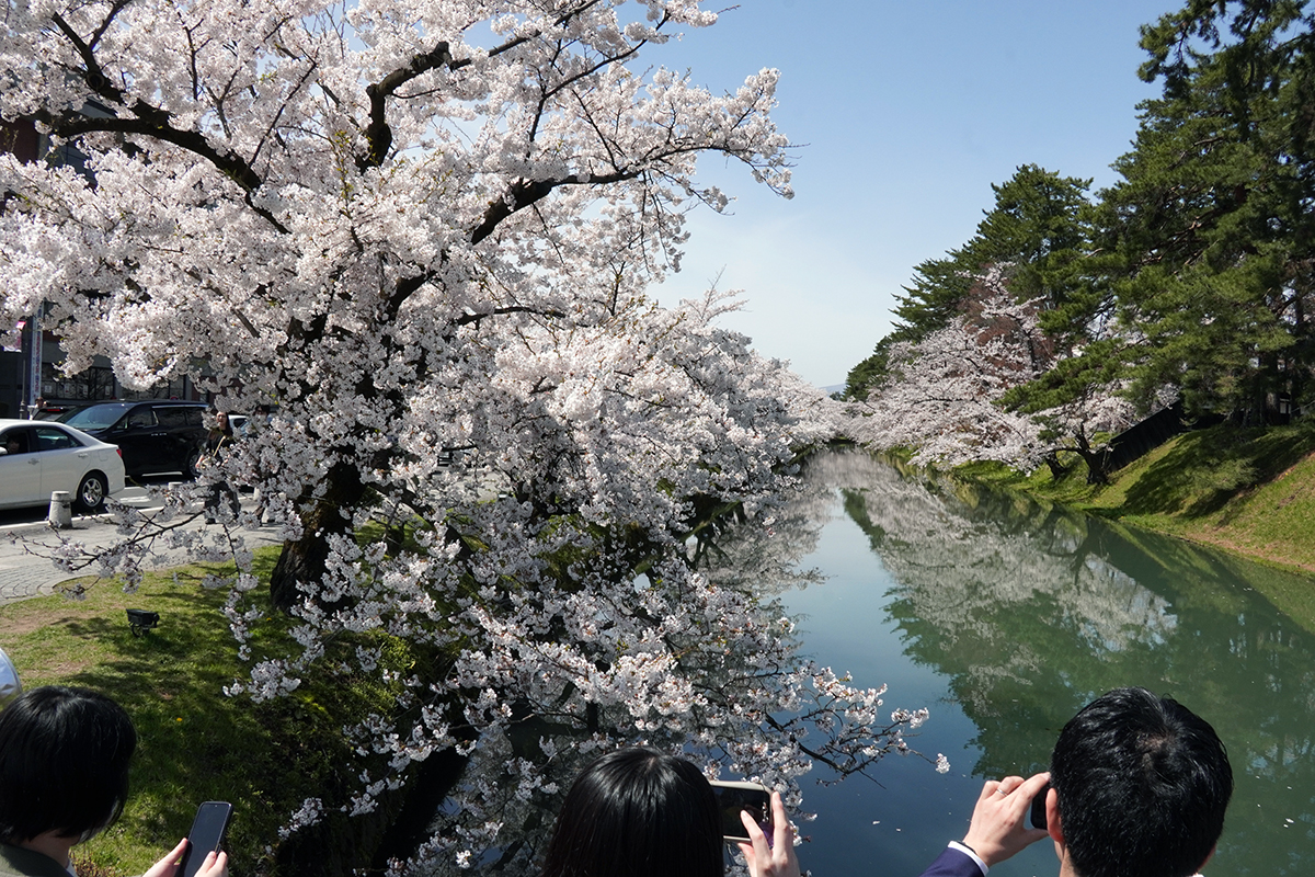 2026年4月17日、弘前公園外濠南側（市役所前交差点）