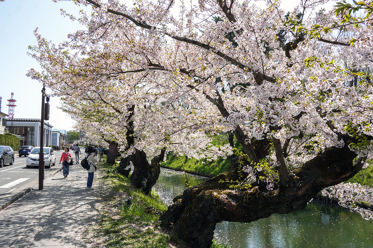 2026年4月20日、弘前公園外濠東側のソメイヨシノ並木