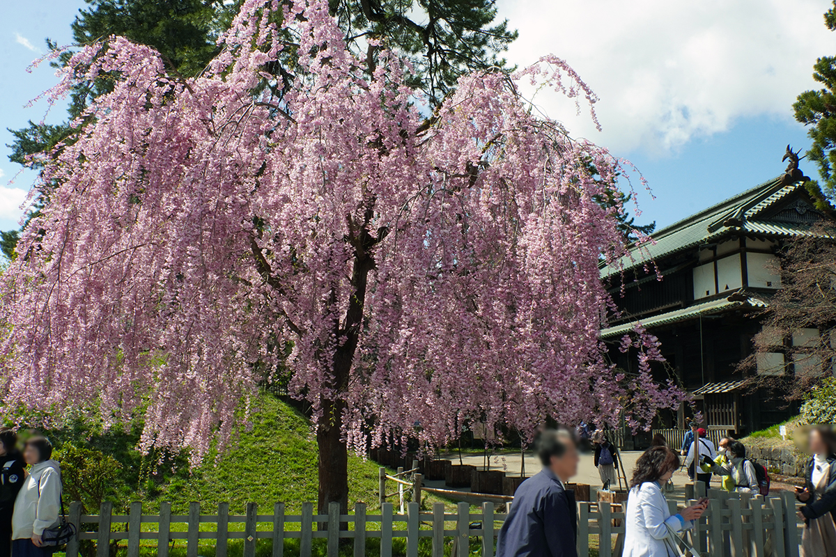 2026年4月21日、弘前公園外濠・東門口