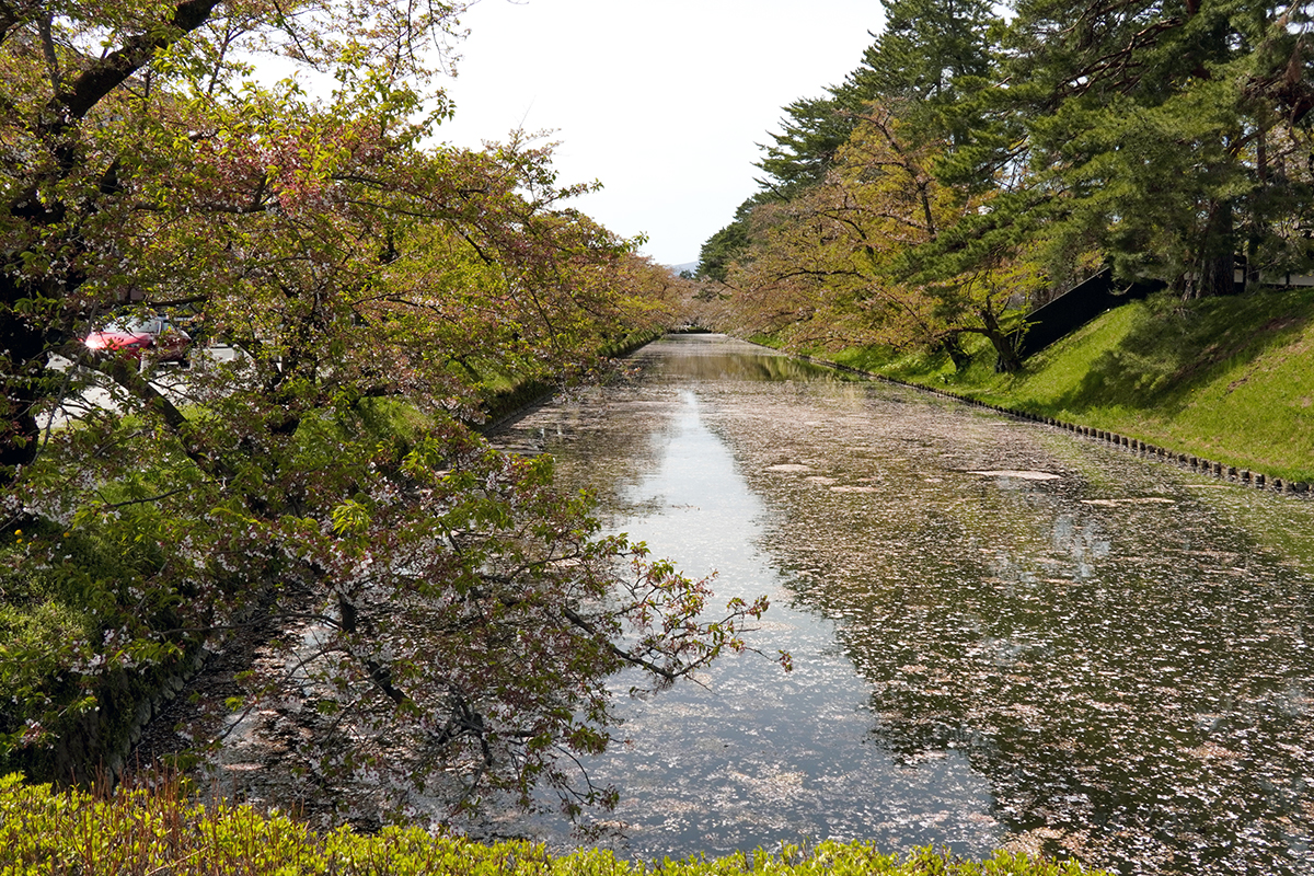 2026年4月23日、弘前公園外濠南側（市役所前交差点）