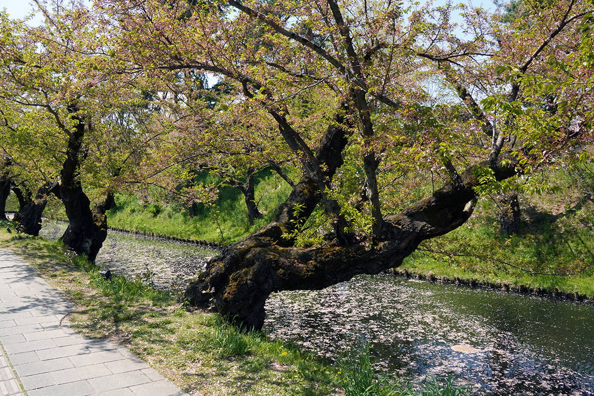 2026年4月24日、弘前公園外濠東側のソメイヨシノ