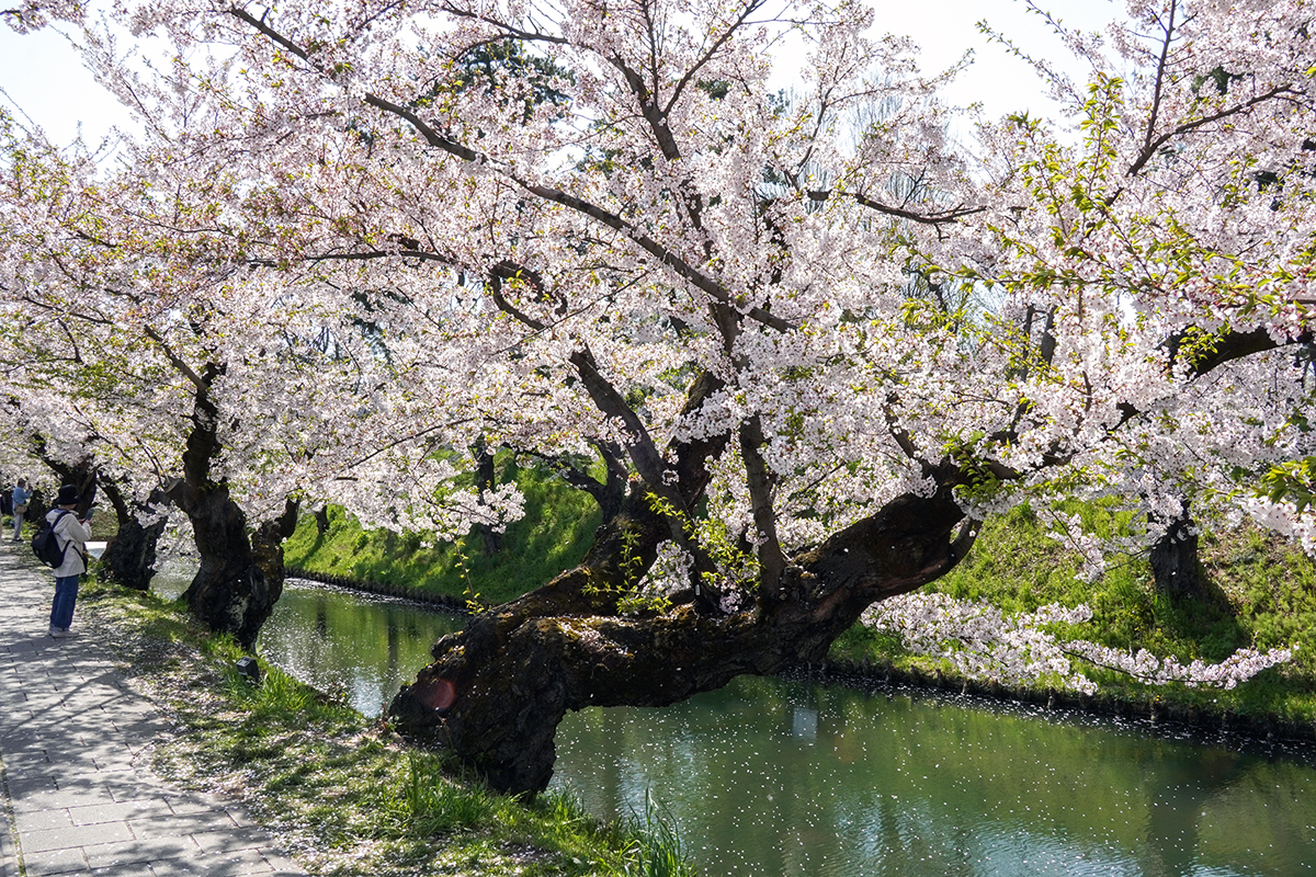 2026年4月20日、弘前公園外濠東側のソメイヨシノ