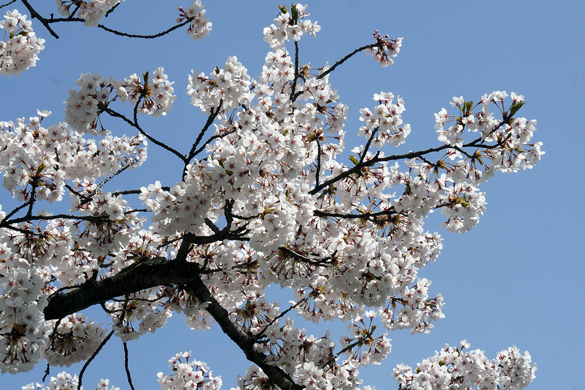 2026年4月17日、弘前公園外濠南側のソメイヨシノ