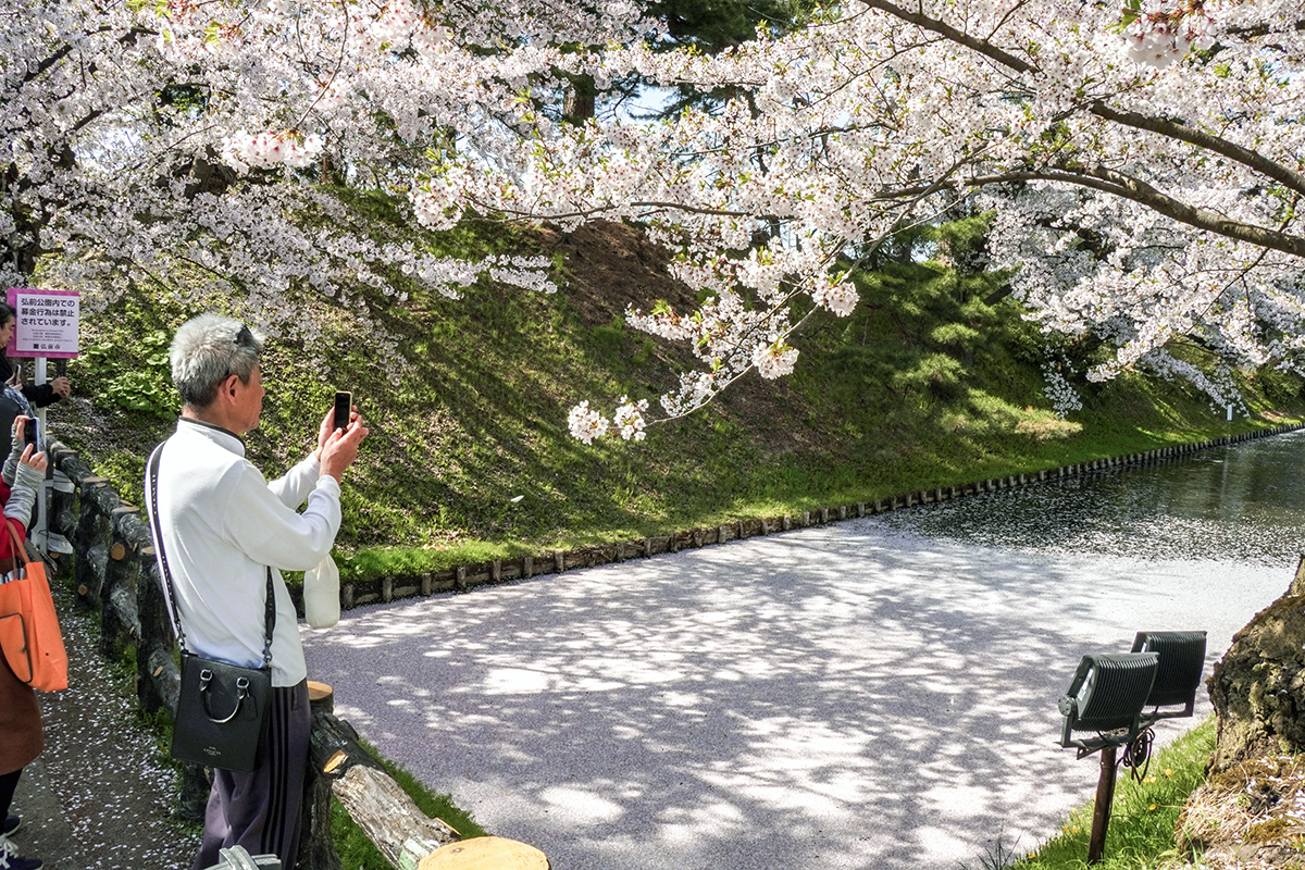 2026年4月20日、弘前公園外濠・中央高校口の花筏