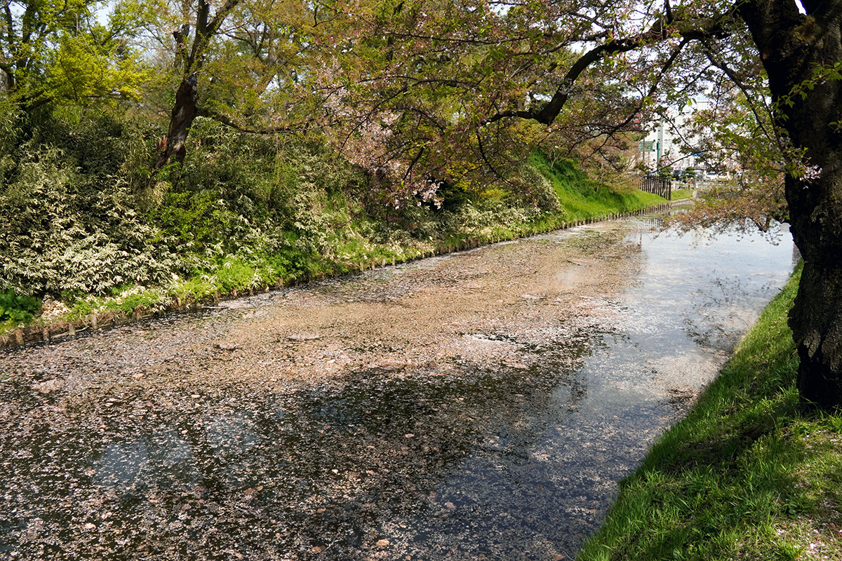 2026年4月23日、弘前公園外濠南側（裁判所付近）