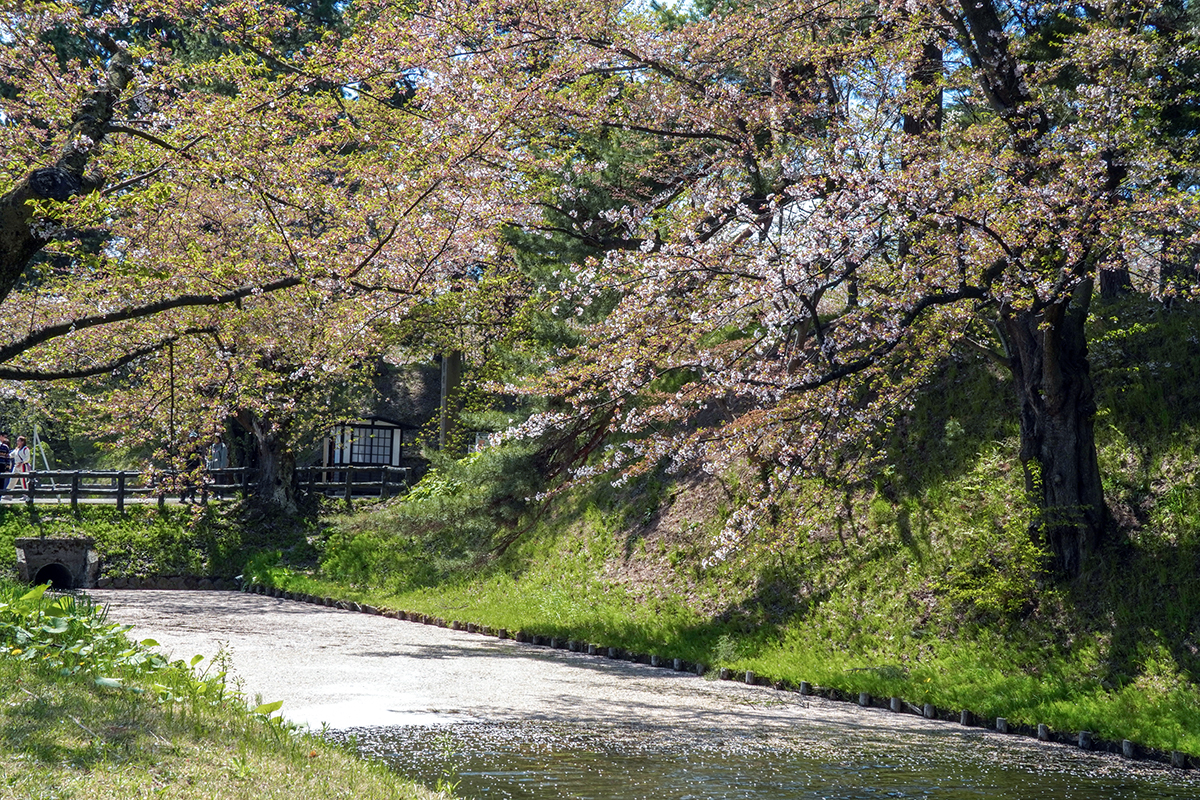 2026年4月24日、弘前公園外濠・中央高校口
