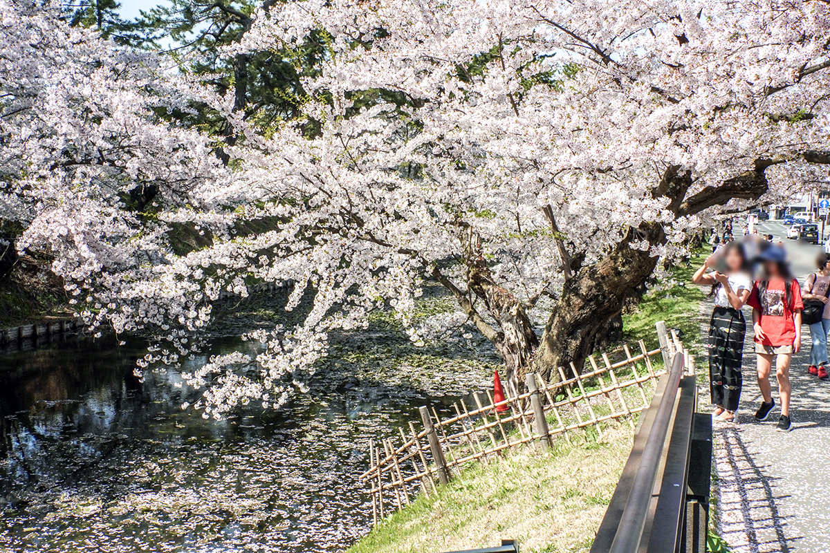 2026年4月20日、弘前公園外濠北側