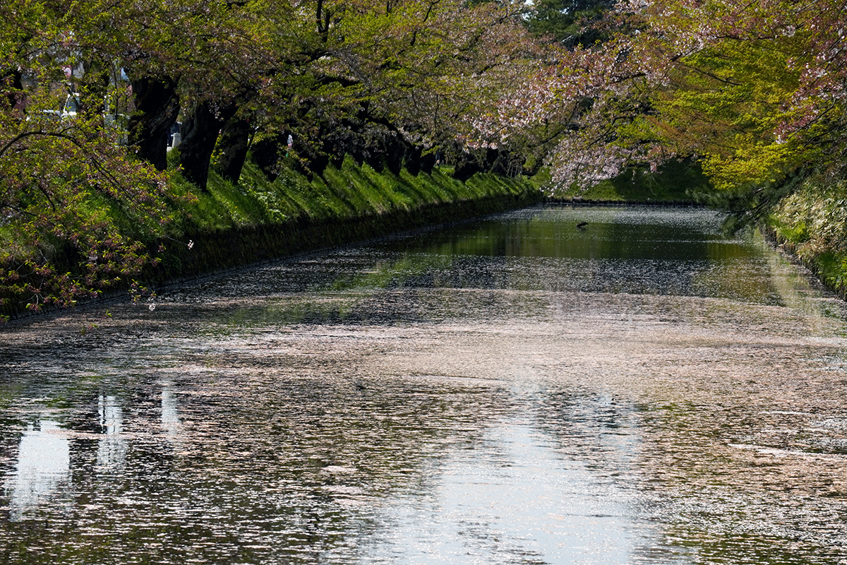 2026年4月23日、弘前公園外濠南側（裁判所付近）