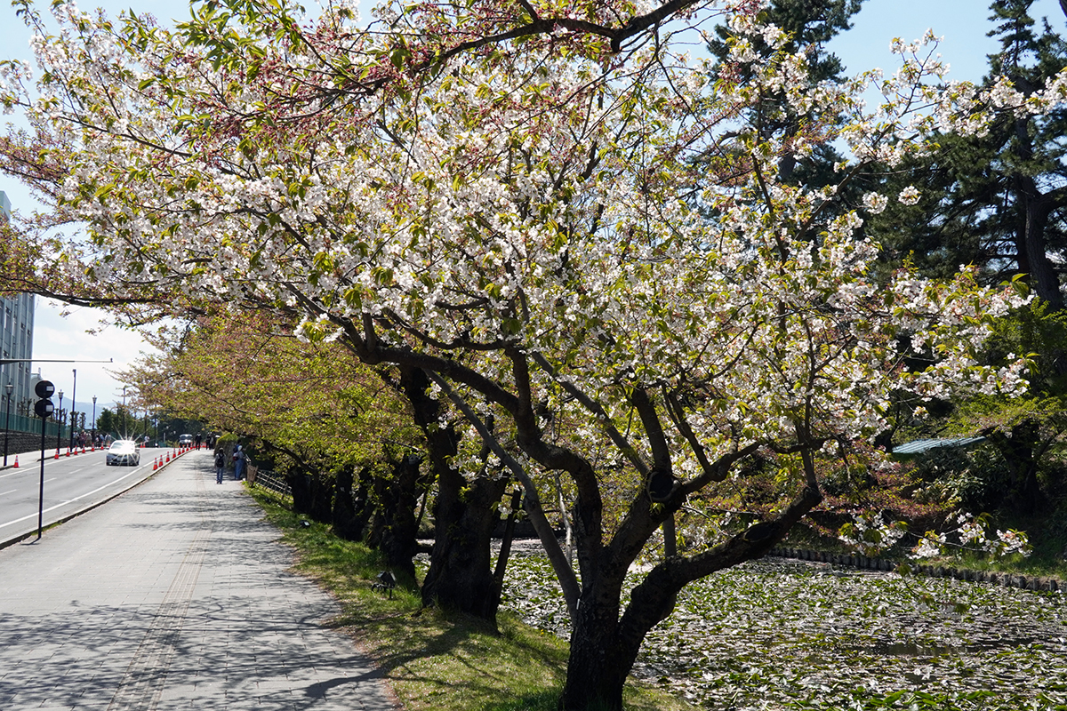 2026年4月24日、弘前公園外濠北側（ねぷた村前）