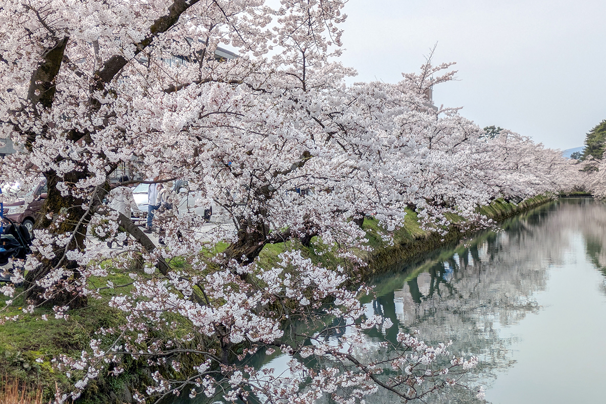 2026年4月15日、弘前公園外濠（市役所前交差点）のソメイヨシノ