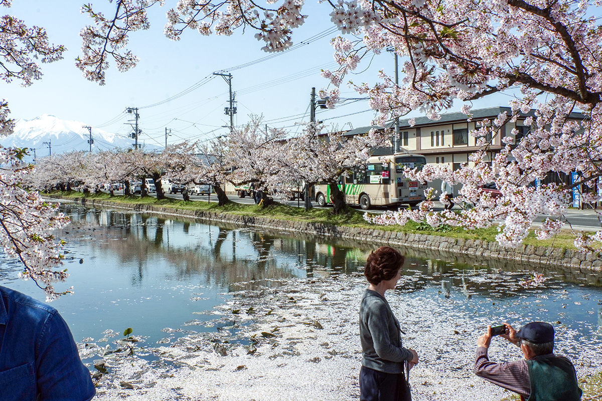 2026年4月20日、弘前公園外濠北側（ねぷた村前）