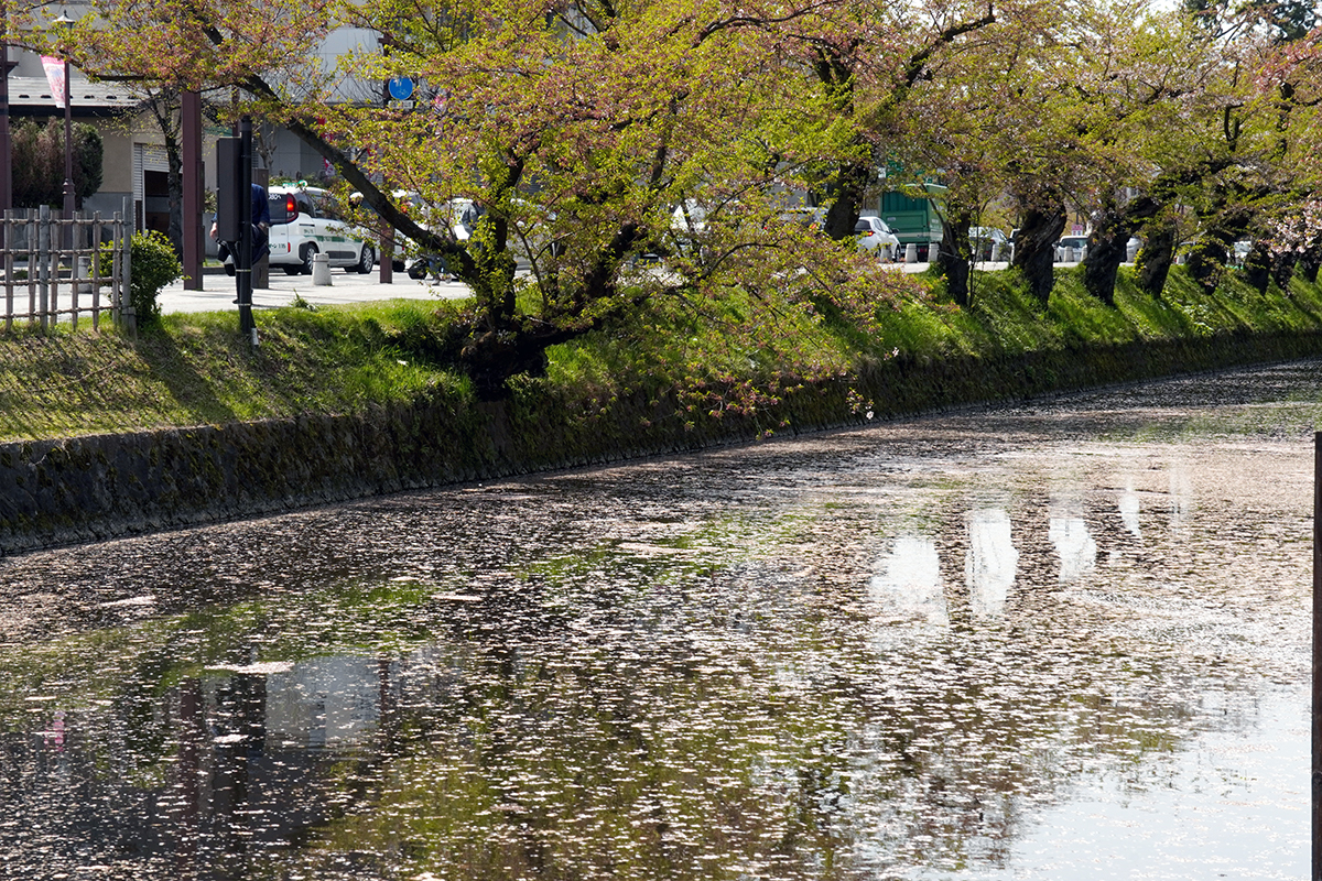 2026年4月23日、弘前公園外濠南側（裁判所付近）