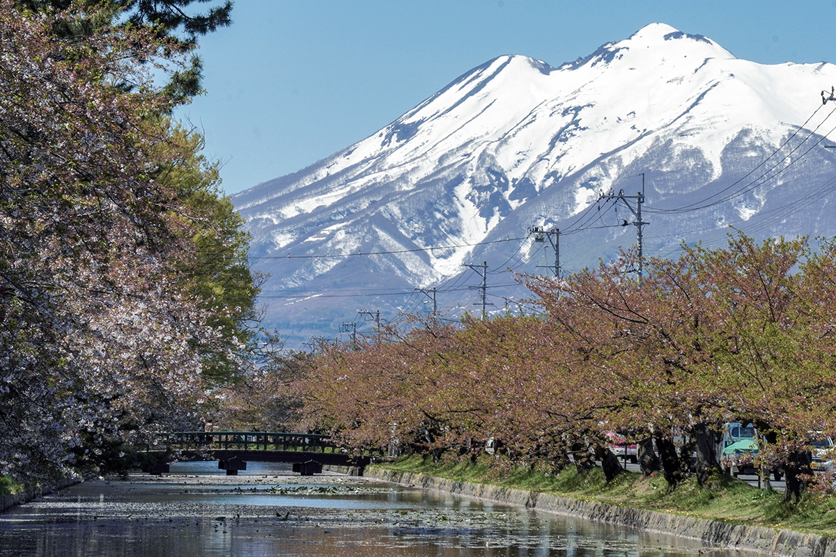 2026年4月24日、弘前公園外濠北側（ねぷた村前）