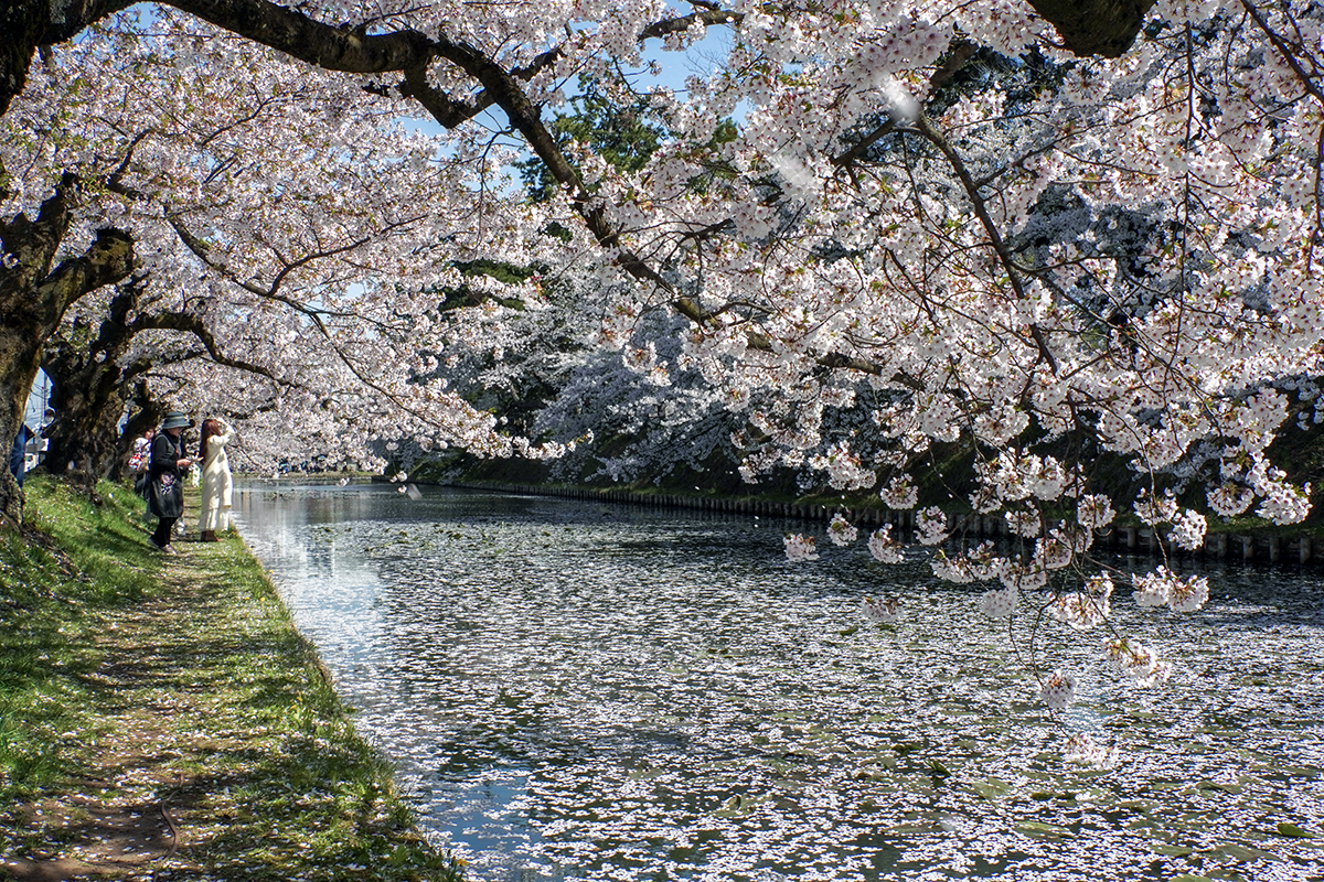 2026年4月20日、弘前公園外濠北側