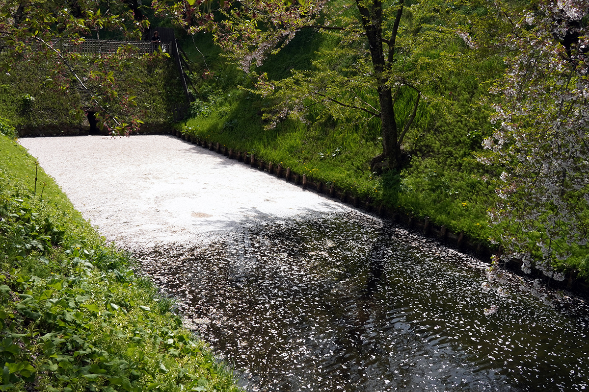 2026年4月23日、弘前公園外濠南側（裁判所付近）